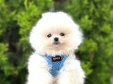Irkının En Güzel Pomeranian Bebekleri