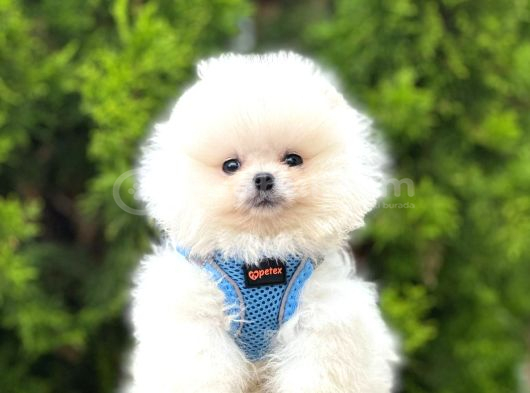 Irkının En Güzel Pomeranian Bebekleri