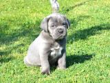 Premi̇um Cane Corso Yavrulari