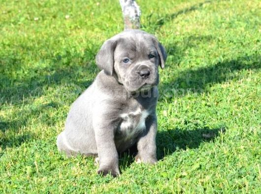 Premi̇um Cane Corso Yavrulari görsel