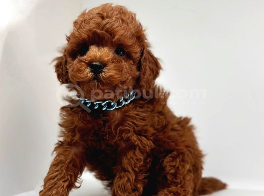 Red Brown Mini Boy Toy Poodle Yavrular görsel
