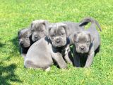 Premi̇um Cane Corso Yavrulari