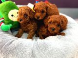 Teddy Kore Poodle Yavrulari