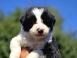 A Kalite Border Collie Safkan