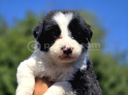 A Kalite Border Collie Safkan görsel
