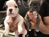 Fransız bulldog 45 günlük