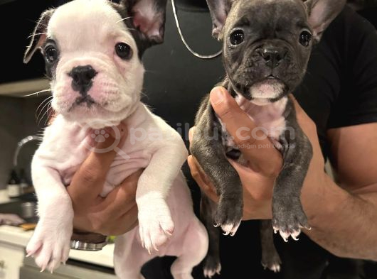 Fransız Bulldog 45 Günlük