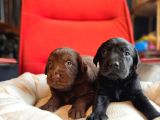 A kalite Labrador retriver yavrular renk renk