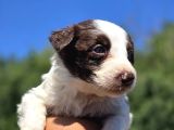 A Kalite Border Collie Safkan