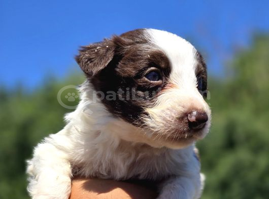 A Kalite Border Collie Safkan görsel