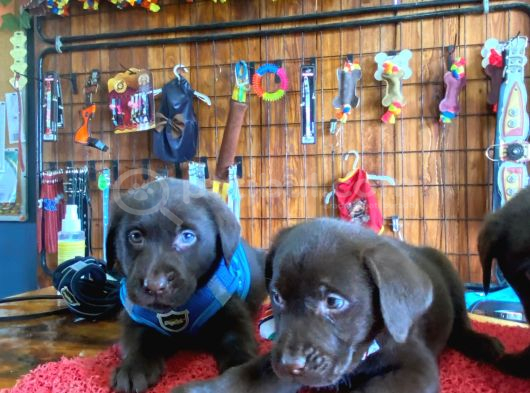 A Kalite Labrador Retriver Yavrular Renk Renk görsel