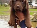 ÜRETİCİDEN A PLUS KALİTE LABRADOR YAVRULAR
