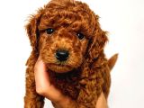 TOY POODLE YAVRULARIMIZDA KAÇMAZ FIRSAT