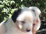 Border Collie Yavrula Mama Ve Malzeme Kampanyalı