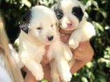 Border Collie Yavrula Mama Ve Malzeme Kampanyalı