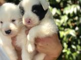 Border Collie Yavrula Mama Ve Malzeme Kampanyalı