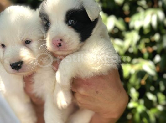 Border Collie Yavrula Mama Ve Malzeme Kampanyalı görsel