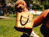 Tea Cup  Orji̇nal Toy Poodle Yavrulari