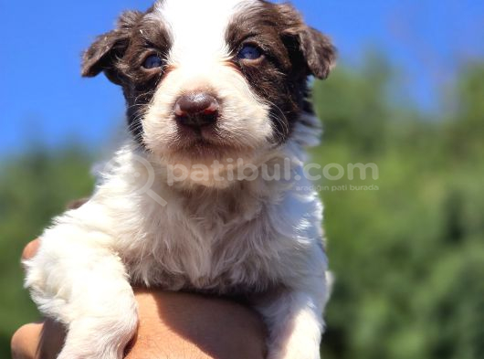 A Kalite Border Collie Safkan görsel