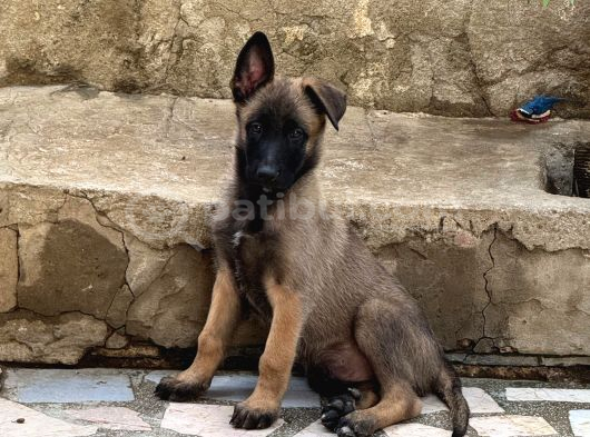 2 Aylık Safkan Belçika görsel