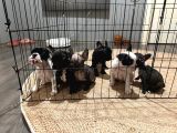 Fransız Bulldog 45 Günlük