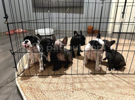 Fransız Bulldog 45 Günlük görsel