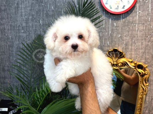 Maltese Terri̇er Ci̇nsi̇ Yavrular görsel