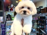 Maltese Terri̇er Ci̇nsi̇ Yavrular