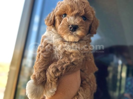 Orjinal F1 Maltipo Yavrumuz