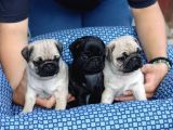 PUG MOPS YAVRULAR EV ÜRETİMİ