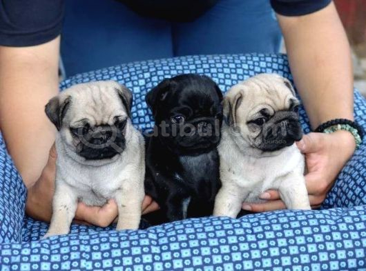 Pug Mops Yavrular Ev Üreti̇mi̇