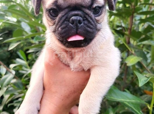 Pug Mops Yavrular Ev Üreti̇mi̇ görsel