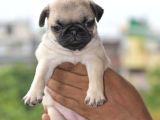 Pug Mops Yavrular Ev Üreti̇mi̇