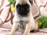 Pug Mops Yavrular Ev Üreti̇mi̇
