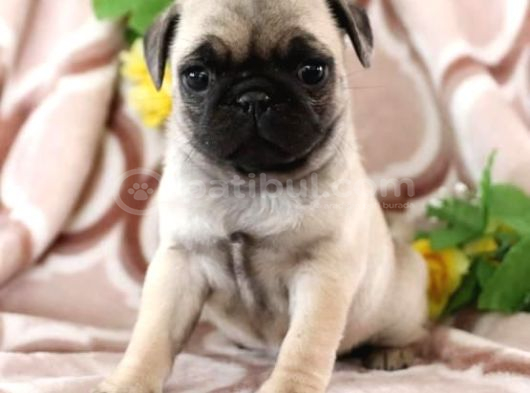 Pug Mops Yavrular Ev Üreti̇mi̇ görsel