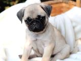 Pug Mops Yavrular Ev Üreti̇mi̇