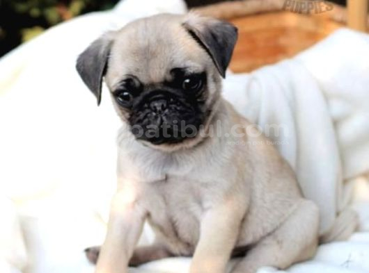 Pug Mops Yavrular Ev Üreti̇mi̇ görsel