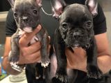 Fransız Bulldog 45 Günlük