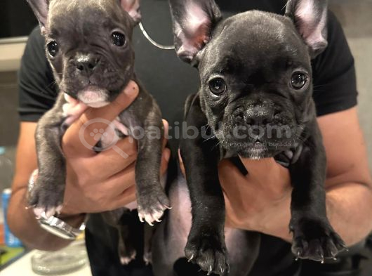Fransız Bulldog 45 Günlük görsel