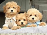 MALTİPOO CİNSİ YAVRULAR EV ÜRETİMİ
