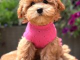 Toy Poodle Sevi̇mli̇ Yavrular Ev Üreti̇mi̇