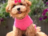 TOY POODLE SEVİMLİ YAVRULAR EV ÜRETİMİ
