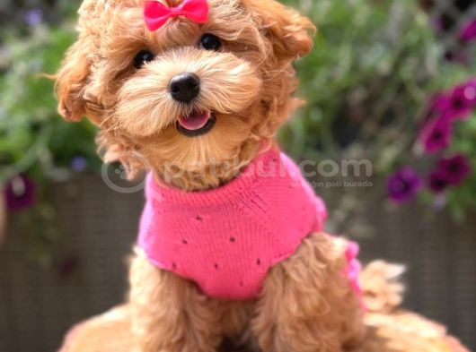Toy Poodle Sevi̇mli̇ Yavrular Ev Üreti̇mi̇