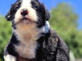 A Kalite Border Collie Safkan