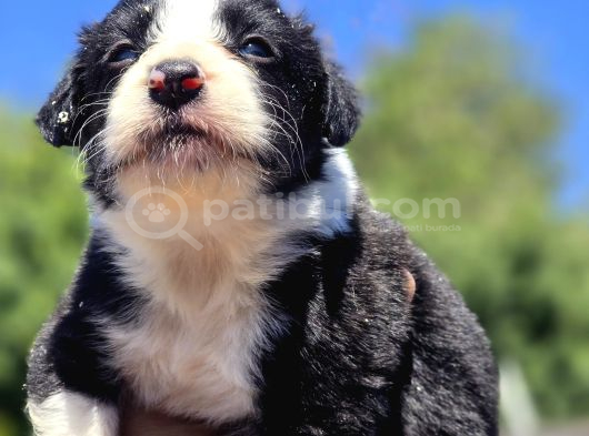 A Kalite Border Collie Safkan görsel