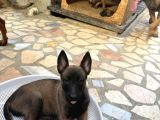 2 aylık safkan belçika
