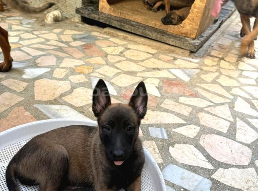 2 aylık safkan belçika