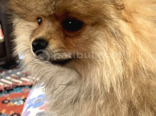 Pomeranian Yavru görsel