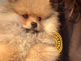 Pomeranian Yavru