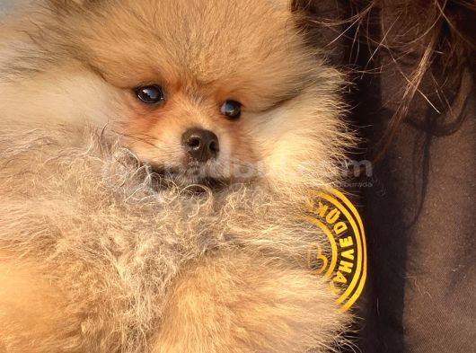 Pomeranian Yavru